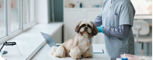 Industria de salud animal requiere solucioes soluciones logísticas como vacunas para gatos.